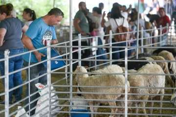 Más de 900 animales en la Feria de Ganado de Gran Canaria (Foto TA)